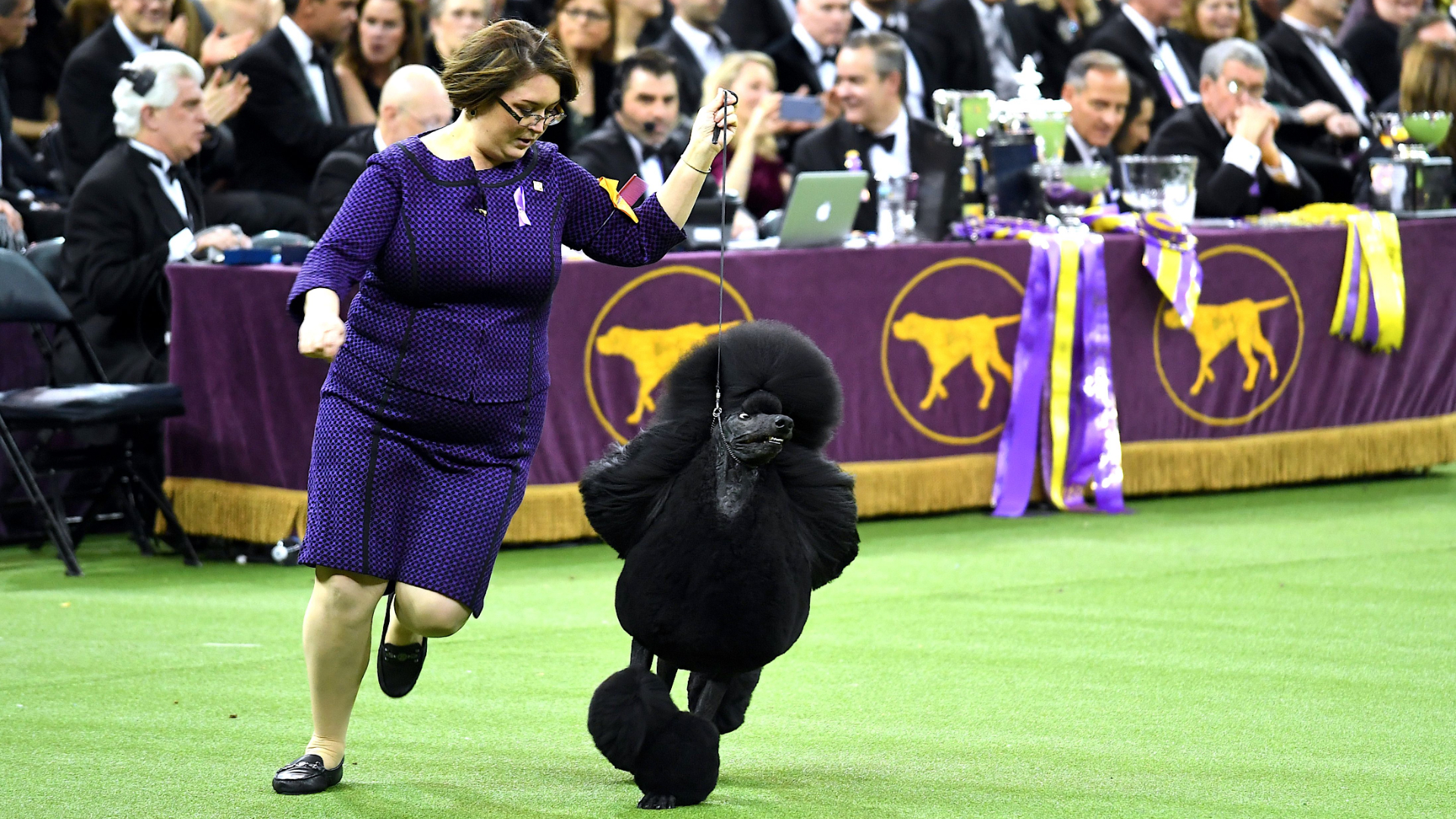 westminster-dog-show-02112020-getty-ftr.jpg