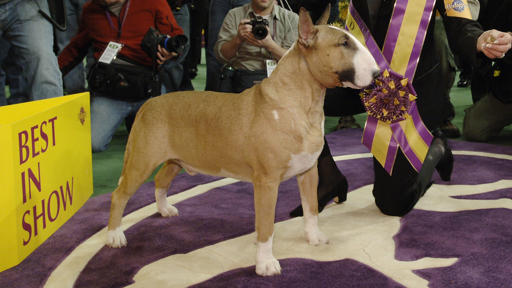 Westminster-Dog-Show-060821-GETTY-FTR